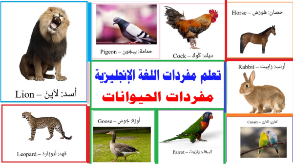 مفردات الحيوانات بالإنجليزية - تعلم مفردات اللغة الإنجليزية - المفردات  الانجليزية